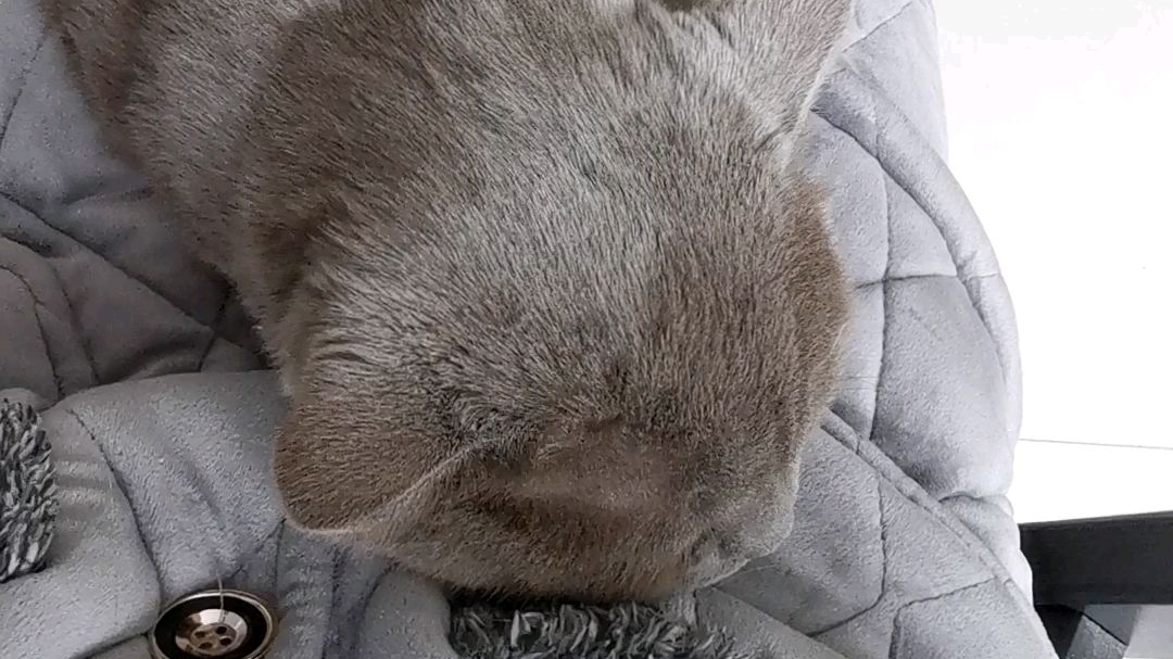 野 猪 睡 觉